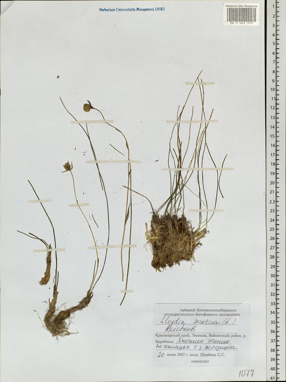 Gagea serotina (L.) Ker Gawl., Siberia, Central Siberia (S3) (Russia)