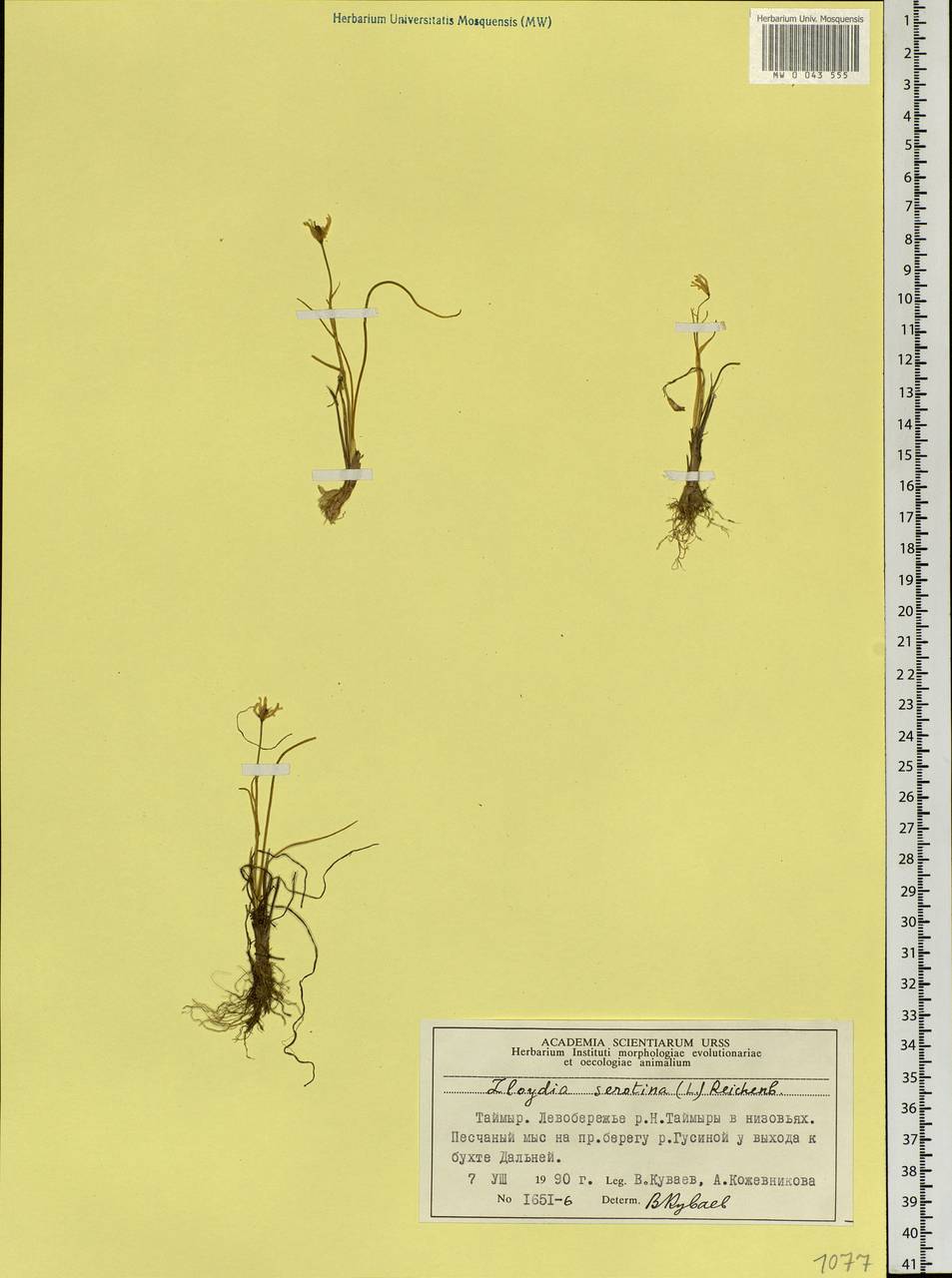 Gagea serotina (L.) Ker Gawl., Siberia, Central Siberia (S3) (Russia)