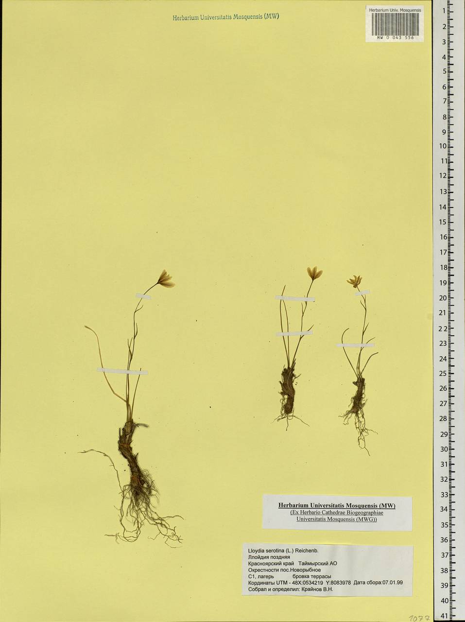 Gagea serotina (L.) Ker Gawl., Siberia, Central Siberia (S3) (Russia)
