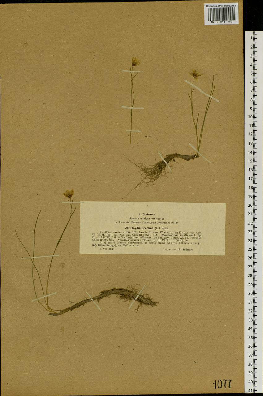 Gagea serotina (L.) Ker Gawl., Siberia, Western (Kazakhstan) Altai Mountains (S2a) (Kazakhstan)
