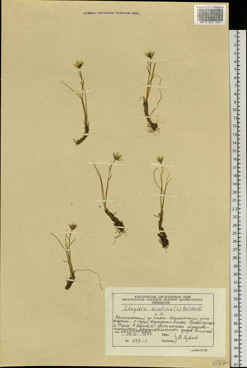 Gagea serotina (L.) Ker Gawl., Siberia, Altai & Sayany Mountains (S2) (Russia)