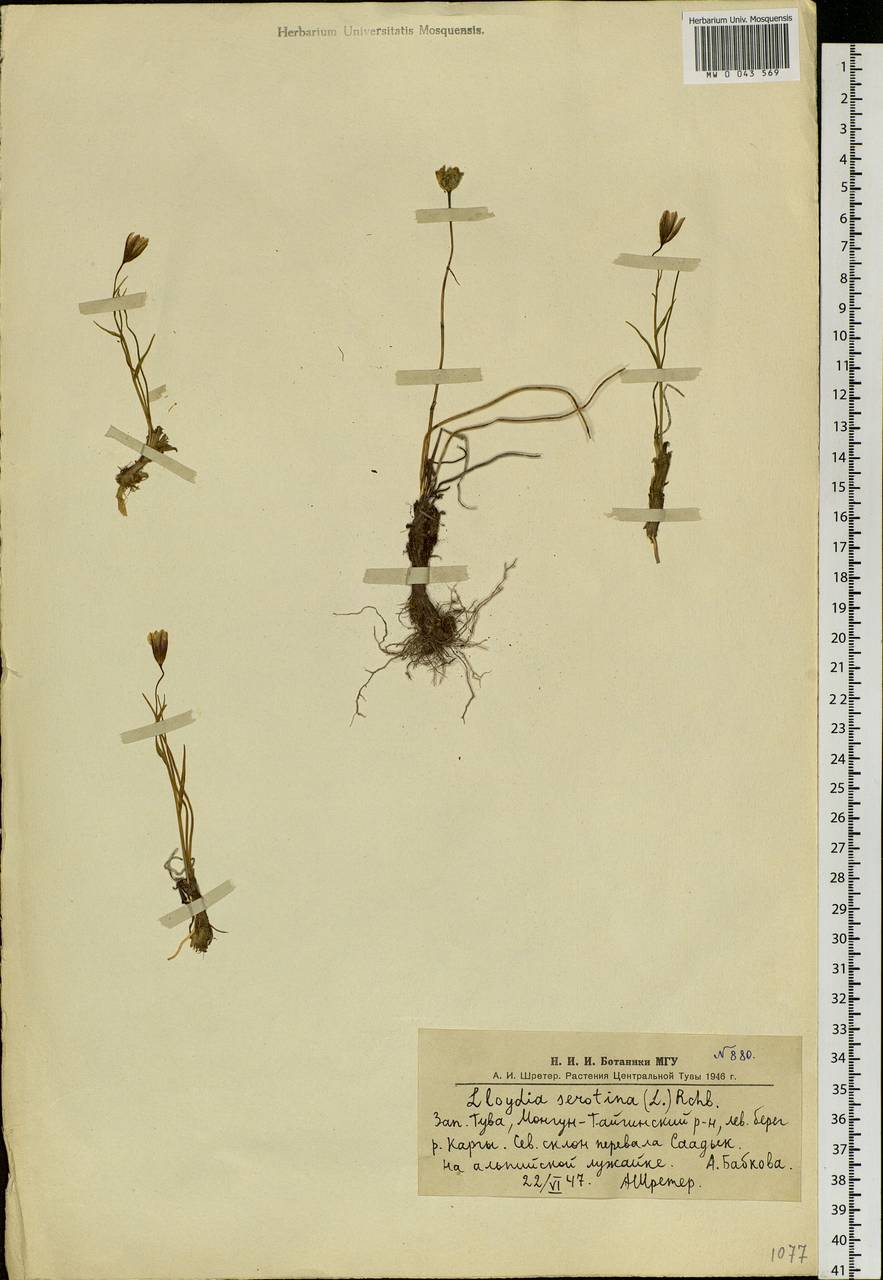Gagea serotina (L.) Ker Gawl., Siberia, Altai & Sayany Mountains (S2) (Russia)