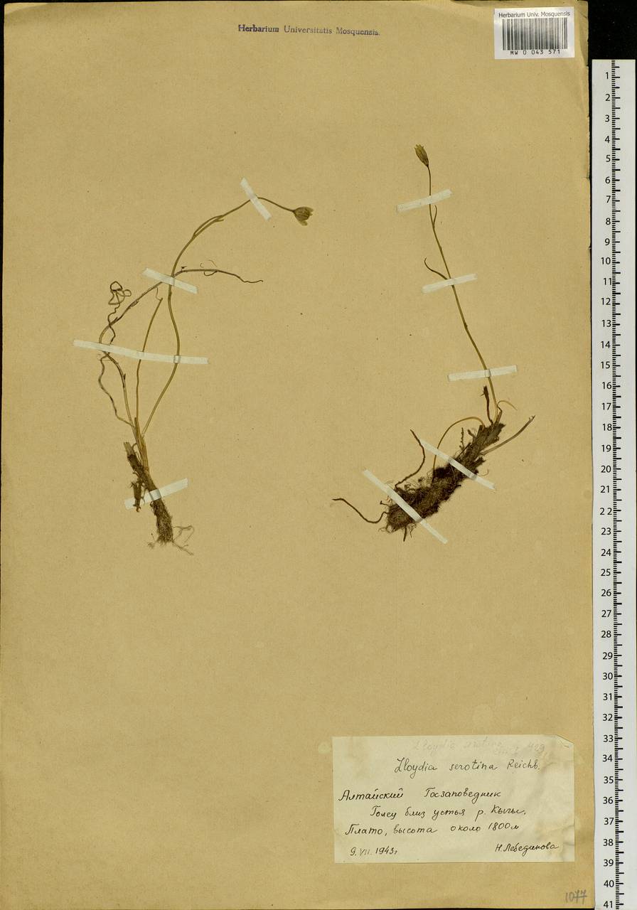 Gagea serotina (L.) Ker Gawl., Siberia, Altai & Sayany Mountains (S2) (Russia)