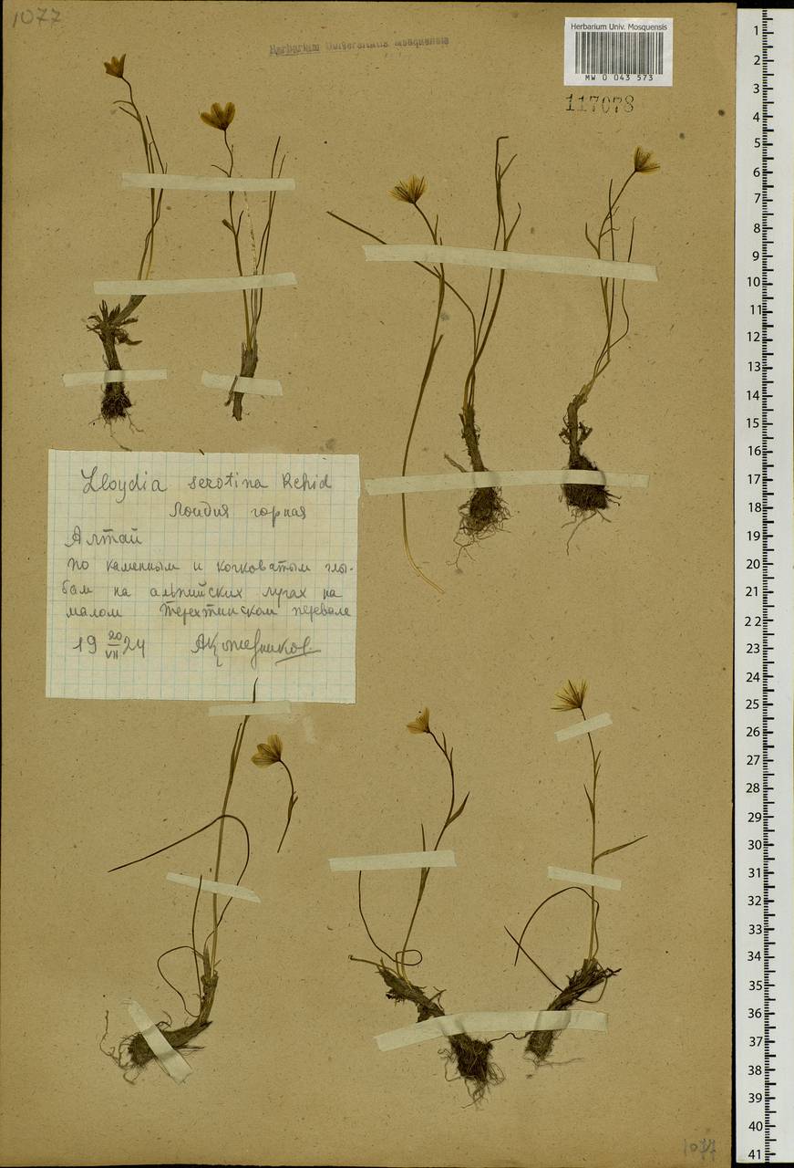 Gagea serotina (L.) Ker Gawl., Siberia, Altai & Sayany Mountains (S2) (Russia)