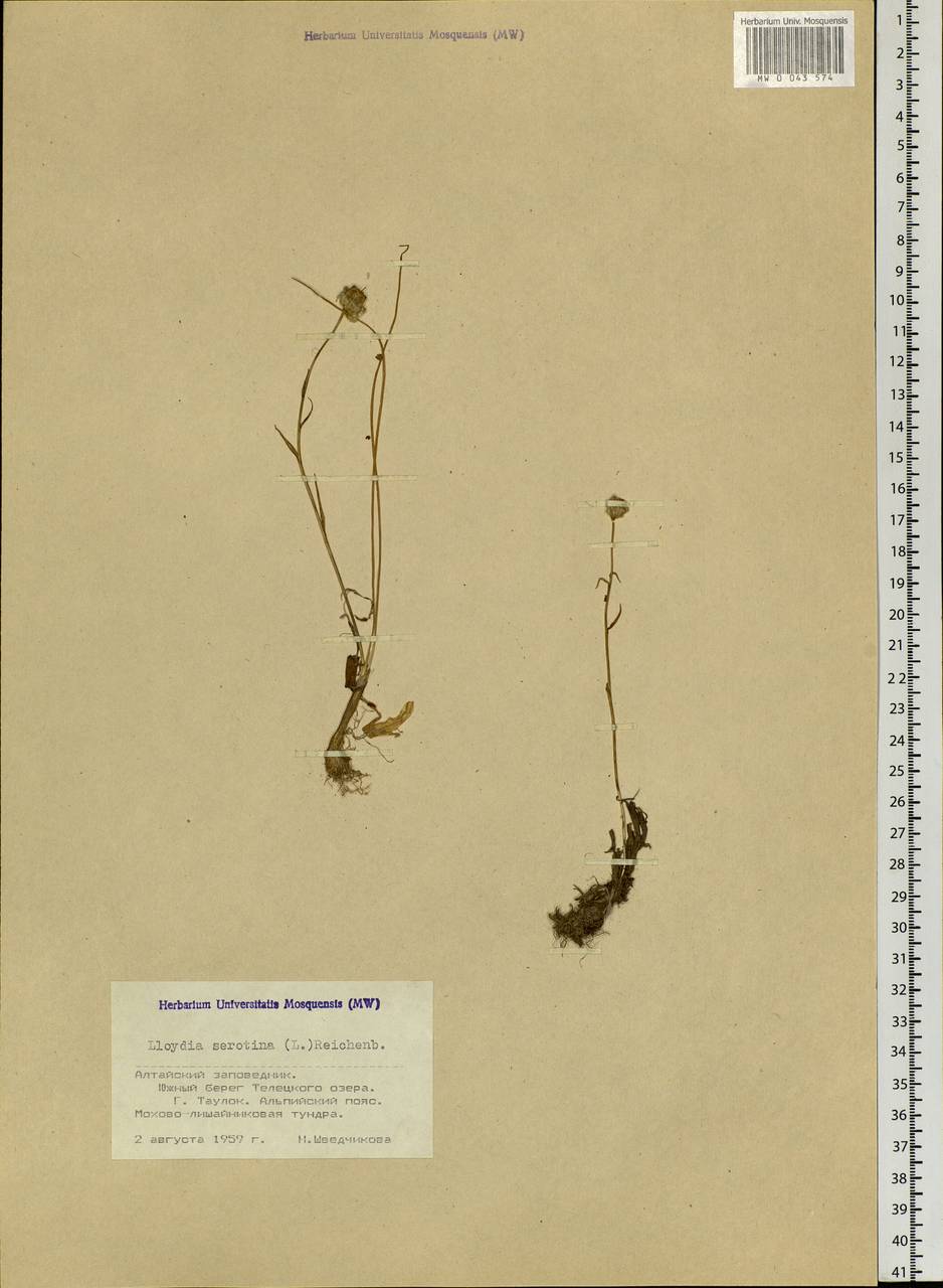 Gagea serotina (L.) Ker Gawl., Siberia, Altai & Sayany Mountains (S2) (Russia)