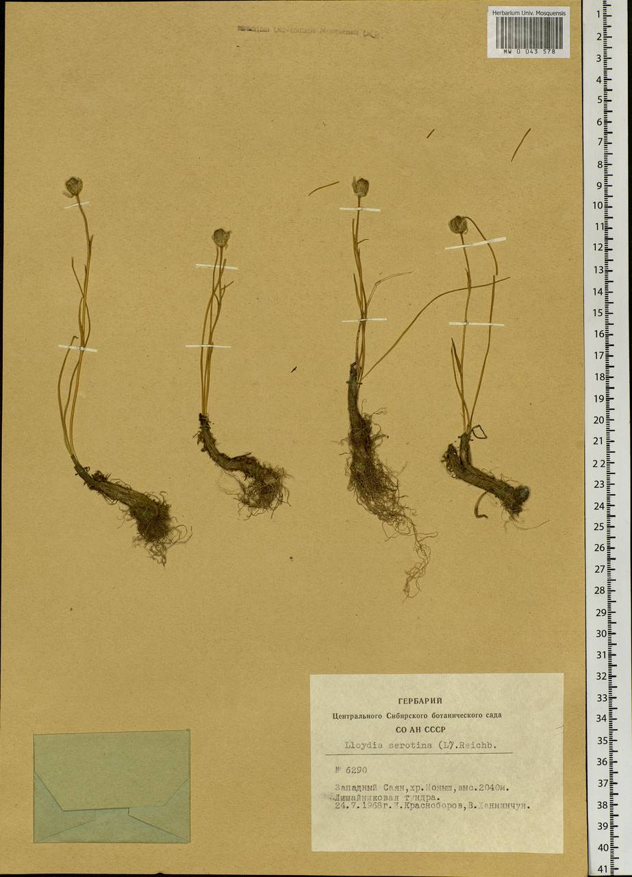 Gagea serotina (L.) Ker Gawl., Siberia, Altai & Sayany Mountains (S2) (Russia)