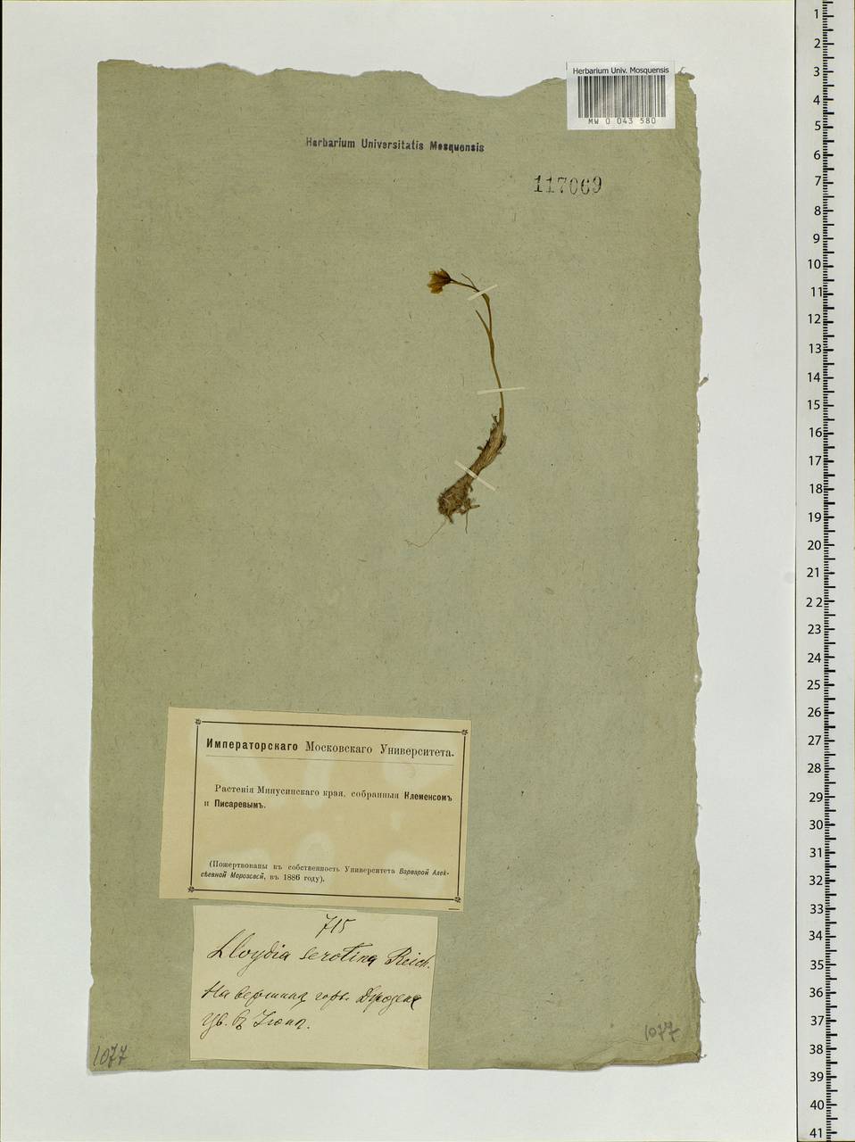 Gagea serotina (L.) Ker Gawl., Siberia, Altai & Sayany Mountains (S2) (Russia)
