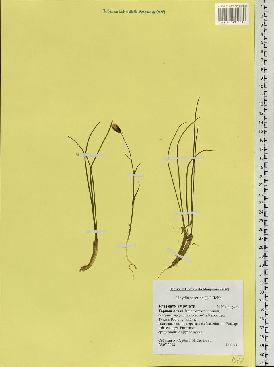 Gagea serotina (L.) Ker Gawl., Siberia, Altai & Sayany Mountains (S2) (Russia)