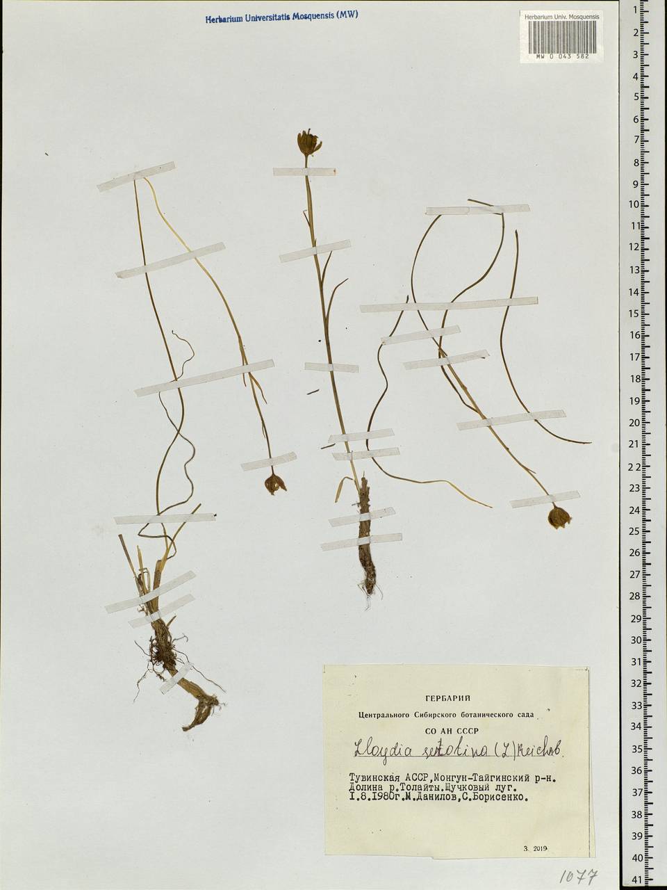 Gagea serotina (L.) Ker Gawl., Siberia, Altai & Sayany Mountains (S2) (Russia)
