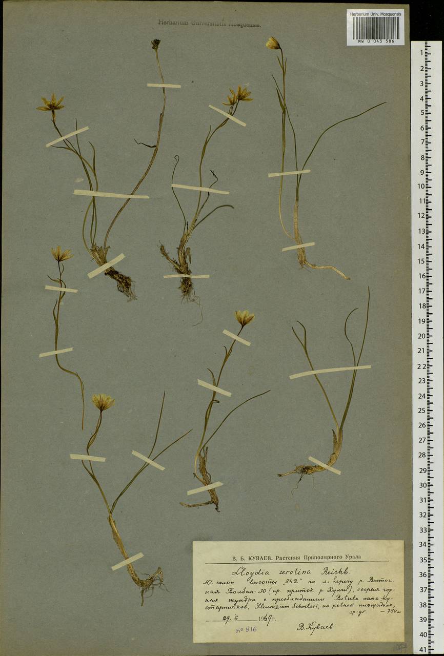 Gagea serotina (L.) Ker Gawl., Siberia, Western Siberia (S1) (Russia)