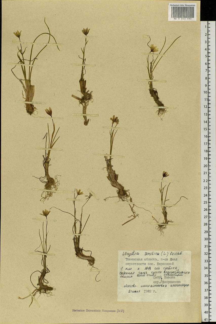 Gagea serotina (L.) Ker Gawl., Siberia, Western Siberia (S1) (Russia)