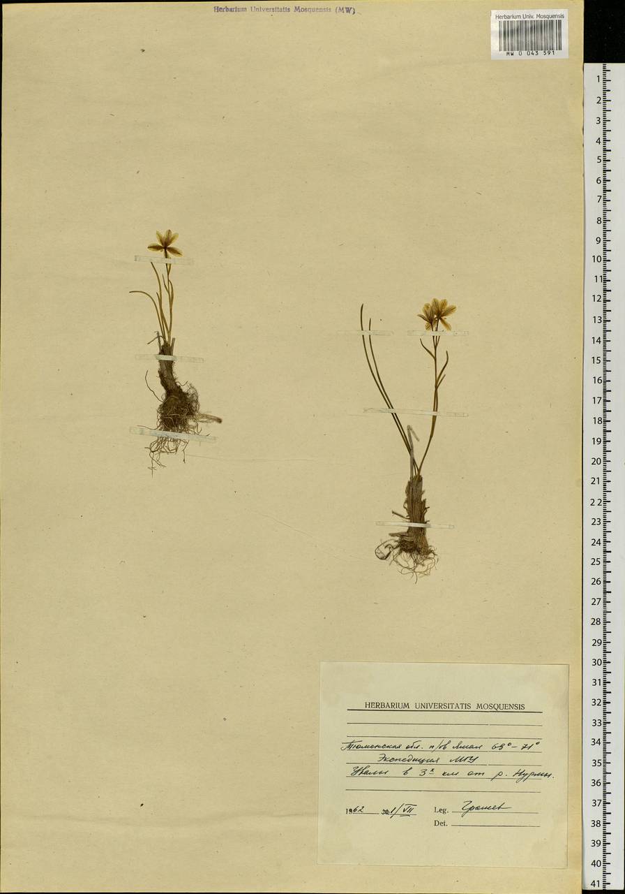 Gagea serotina (L.) Ker Gawl., Siberia, Western Siberia (S1) (Russia)