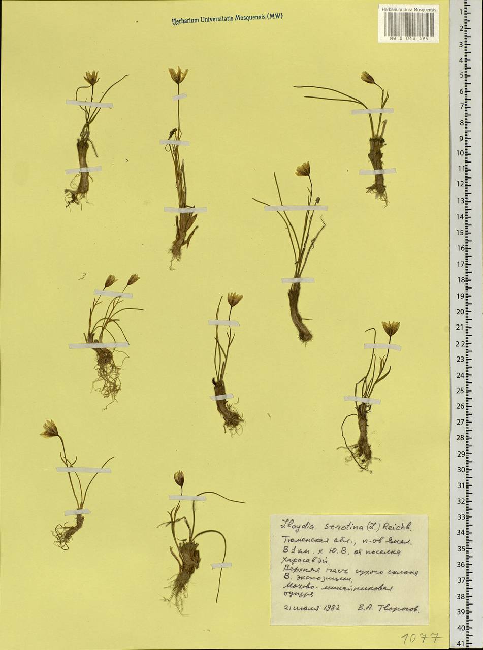 Gagea serotina (L.) Ker Gawl., Siberia, Western Siberia (S1) (Russia)