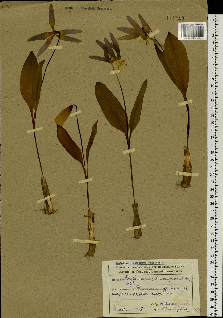 Erythronium sibiricum (Fisch. & C.A.Mey.) Krylov, Siberia, Altai & Sayany Mountains (S2) (Russia)