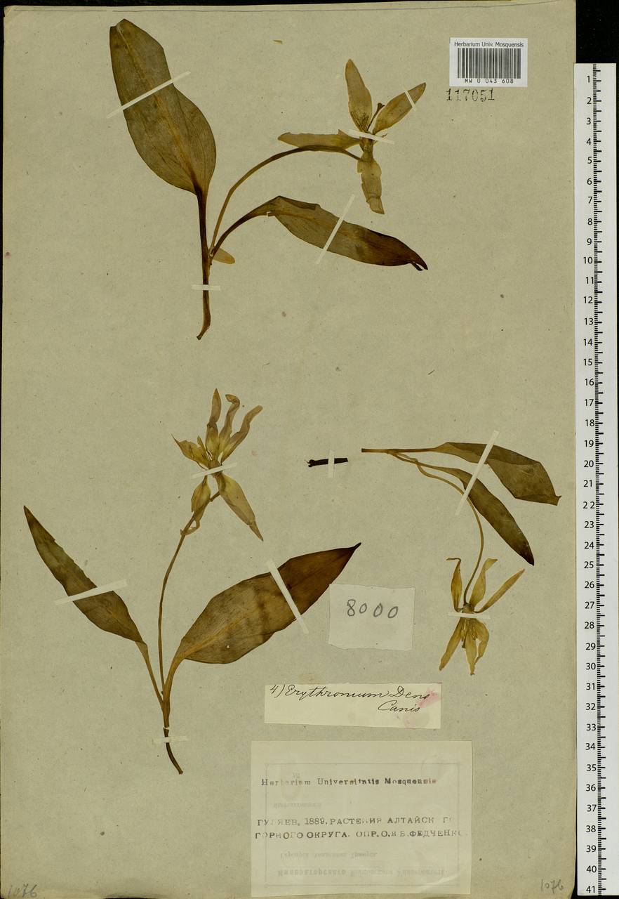 Erythronium sibiricum (Fisch. & C.A.Mey.) Krylov, Siberia, Altai & Sayany Mountains (S2) (Russia)