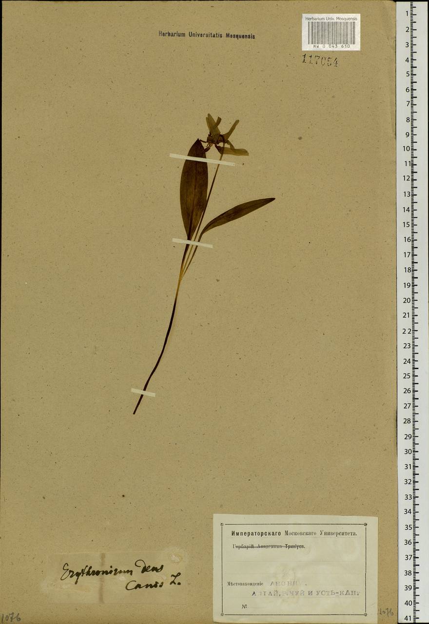 Erythronium sibiricum (Fisch. & C.A.Mey.) Krylov, Siberia, Altai & Sayany Mountains (S2) (Russia)