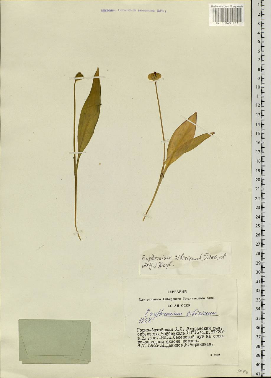 Erythronium sibiricum (Fisch. & C.A.Mey.) Krylov, Siberia, Altai & Sayany Mountains (S2) (Russia)