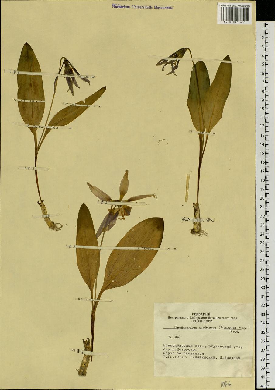 Erythronium sibiricum (Fisch. & C.A.Mey.) Krylov, Siberia, Western Siberia (S1) (Russia)