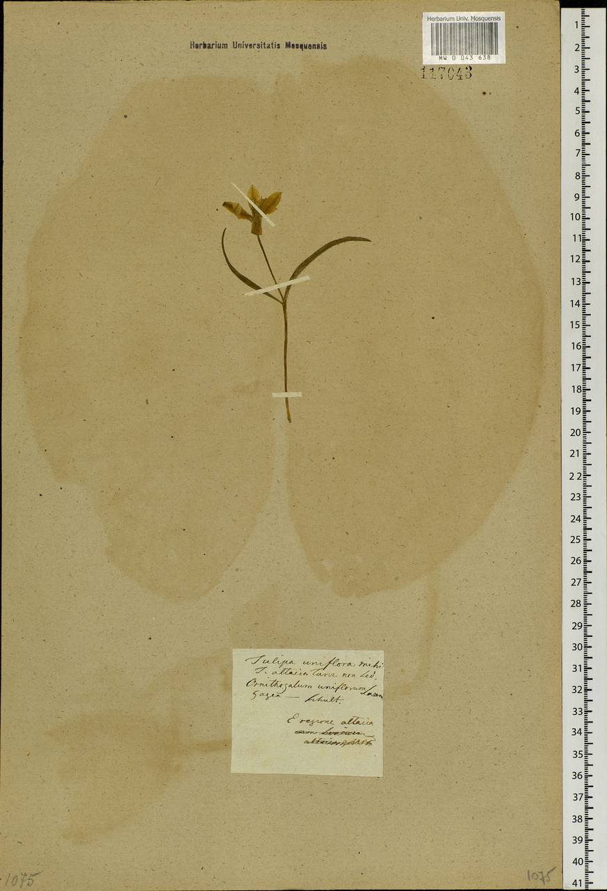 Tulipa uniflora (L.) Besser ex Baker, Siberia, Altai & Sayany Mountains (S2) (Russia)