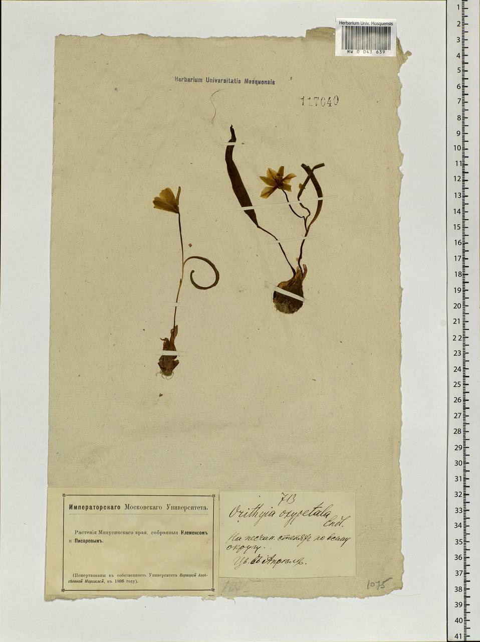 Tulipa uniflora (L.) Besser ex Baker, Siberia, Altai & Sayany Mountains (S2) (Russia)