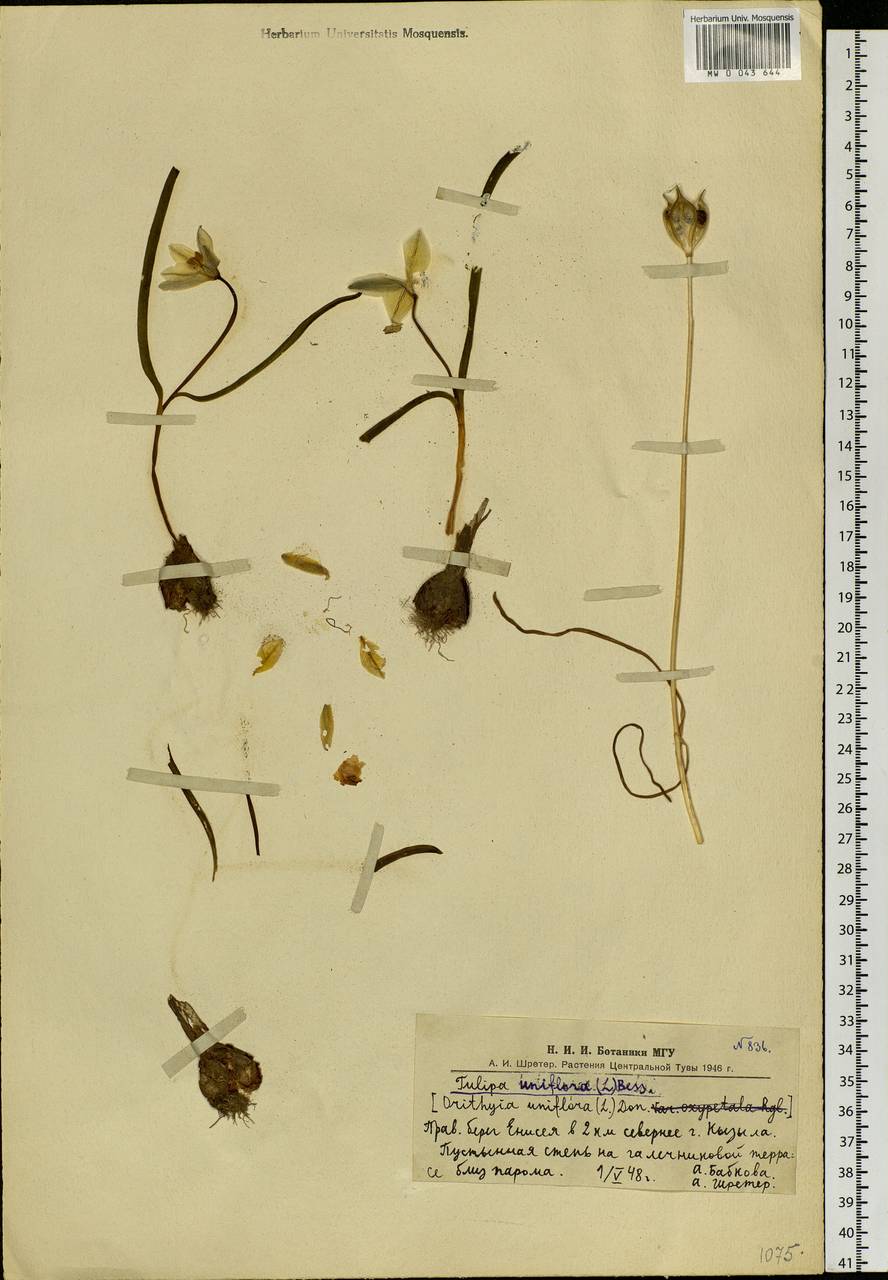 Tulipa uniflora (L.) Besser ex Baker, Siberia, Altai & Sayany Mountains (S2) (Russia)