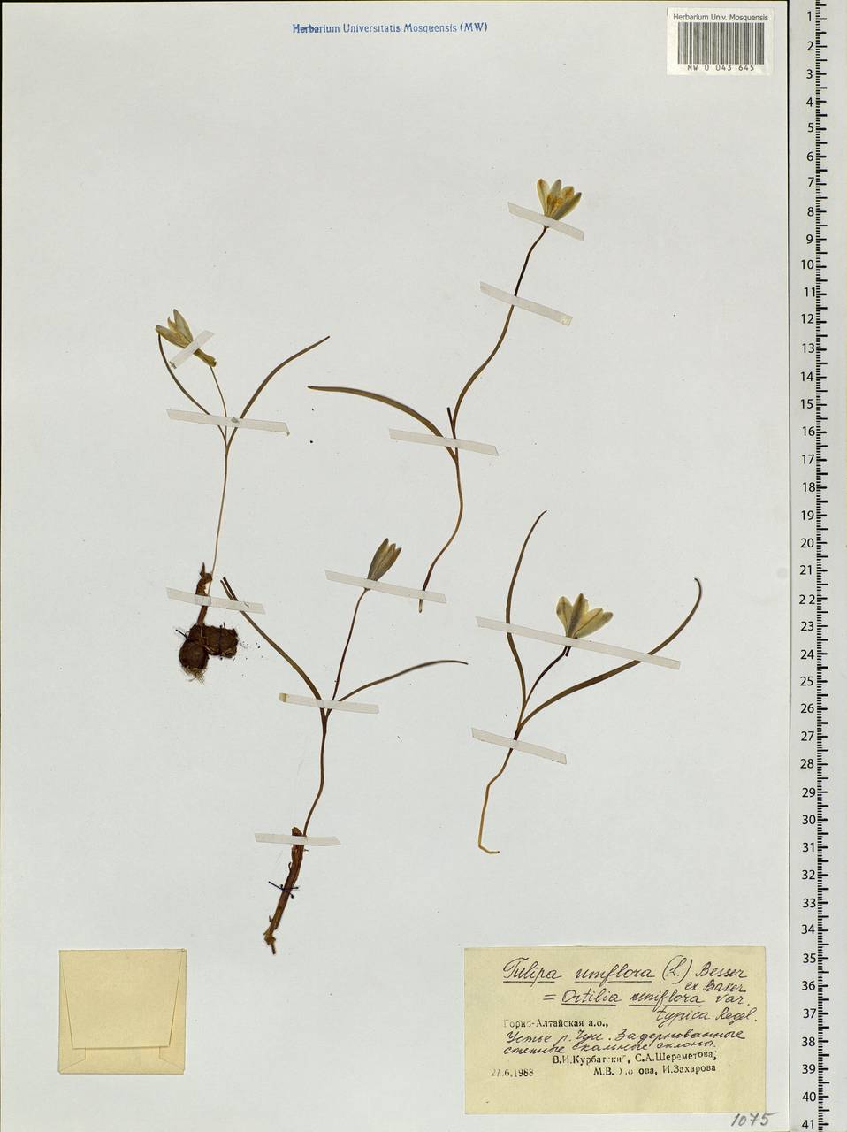 Tulipa uniflora (L.) Besser ex Baker, Siberia, Altai & Sayany Mountains (S2) (Russia)