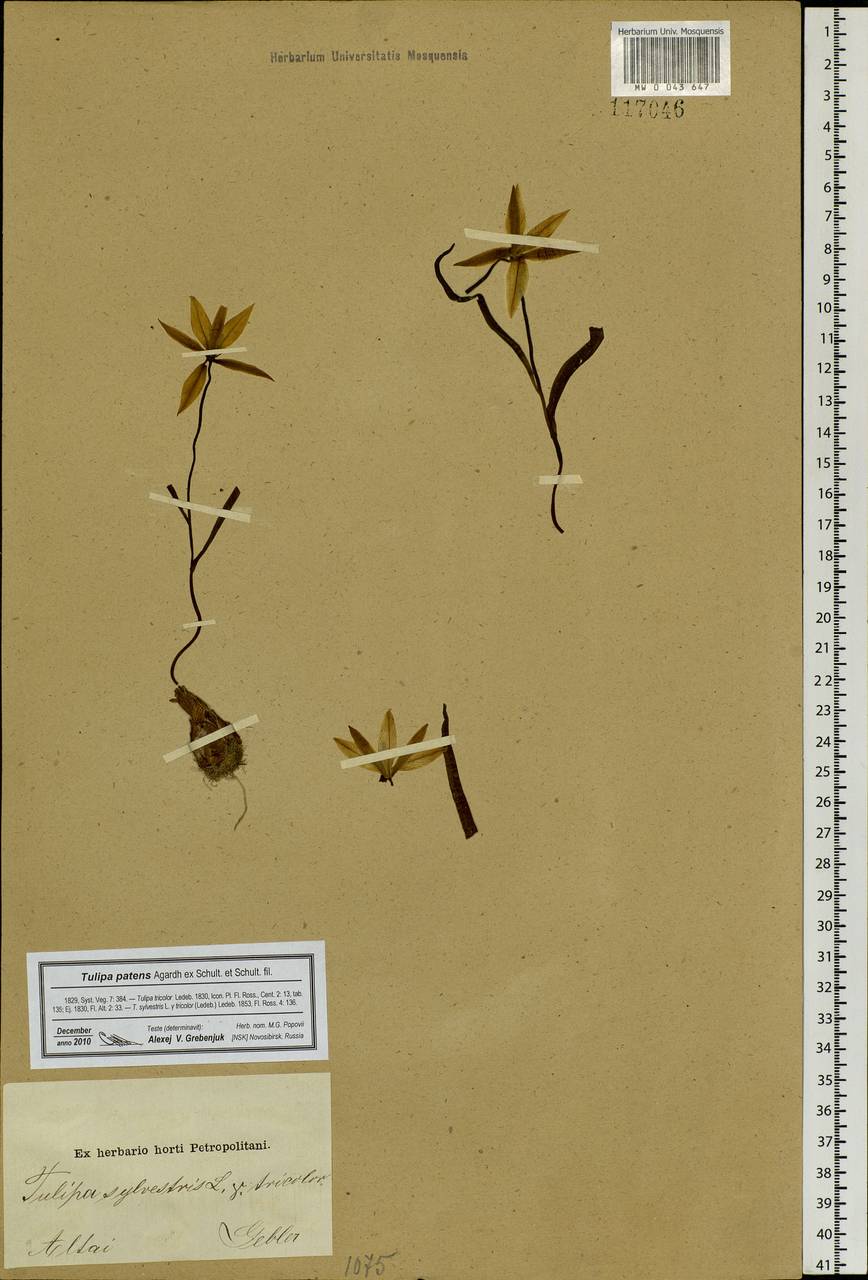 Tulipa sylvestris subsp. australis (Link) Pamp., Siberia, Altai & Sayany Mountains (S2) (Russia)