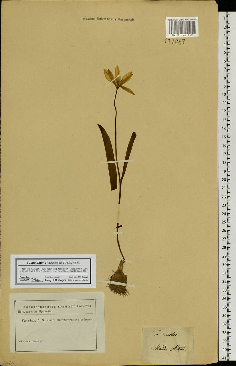 Tulipa sylvestris subsp. australis (Link) Pamp., Siberia, Altai & Sayany Mountains (S2) (Russia)