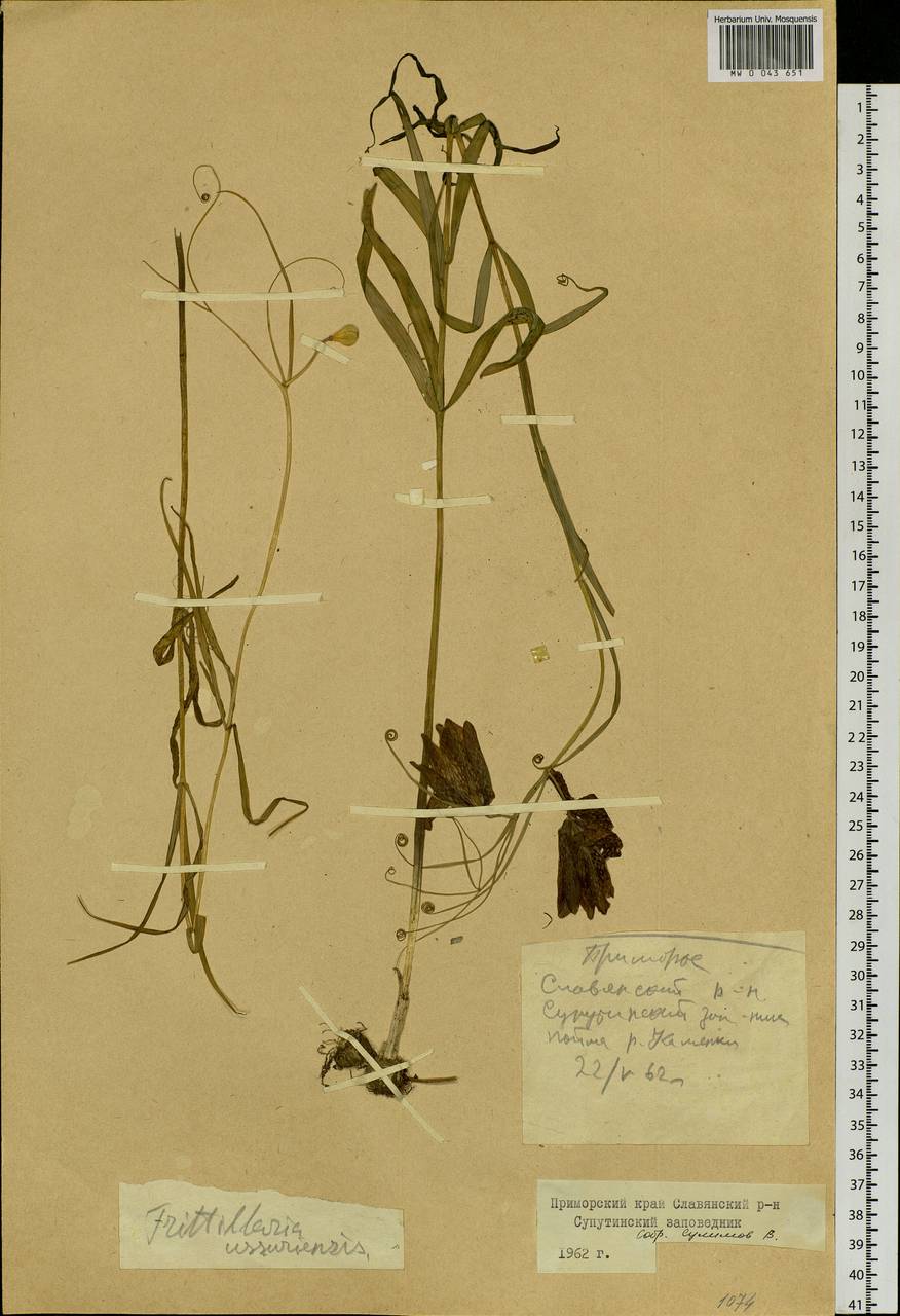 Fritillaria usuriensis Maxim., Siberia, Russian Far East (S6) (Russia)