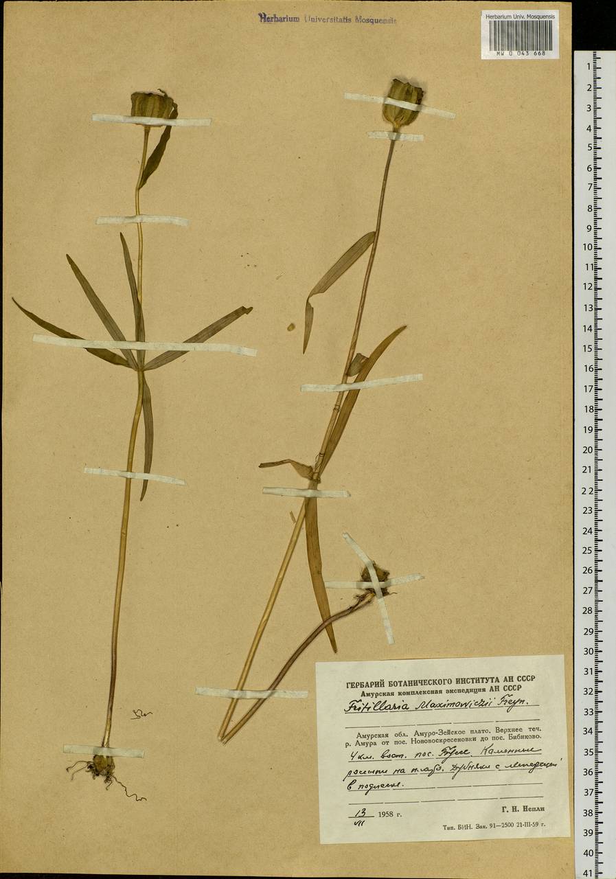 Fritillaria maximowiczii Freyn, Siberia, Russian Far East (S6) (Russia)