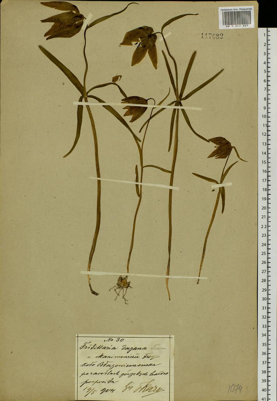 Fritillaria maximowiczii Freyn, Siberia, Russian Far East (S6) (Russia)