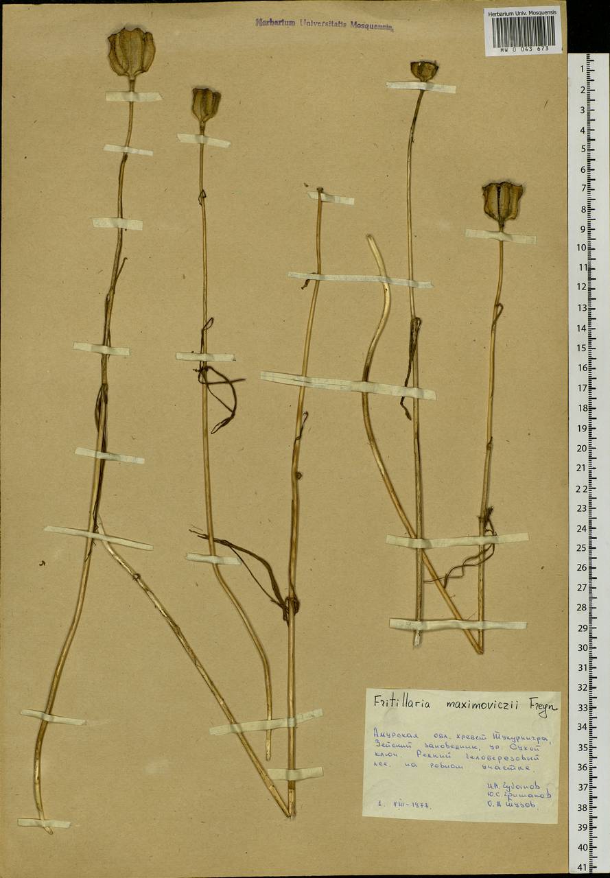 Fritillaria maximowiczii Freyn, Siberia, Russian Far East (S6) (Russia)
