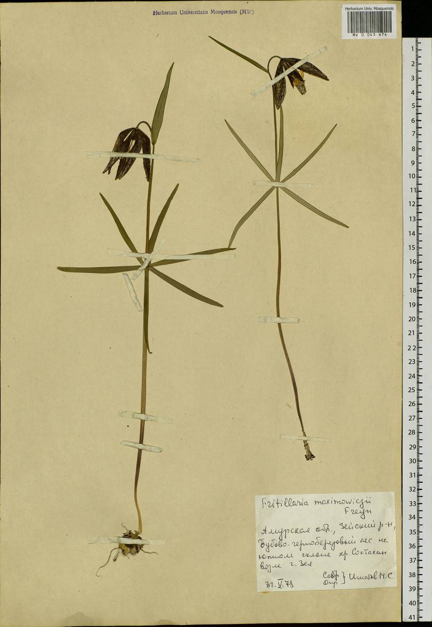 Fritillaria maximowiczii Freyn, Siberia, Russian Far East (S6) (Russia)