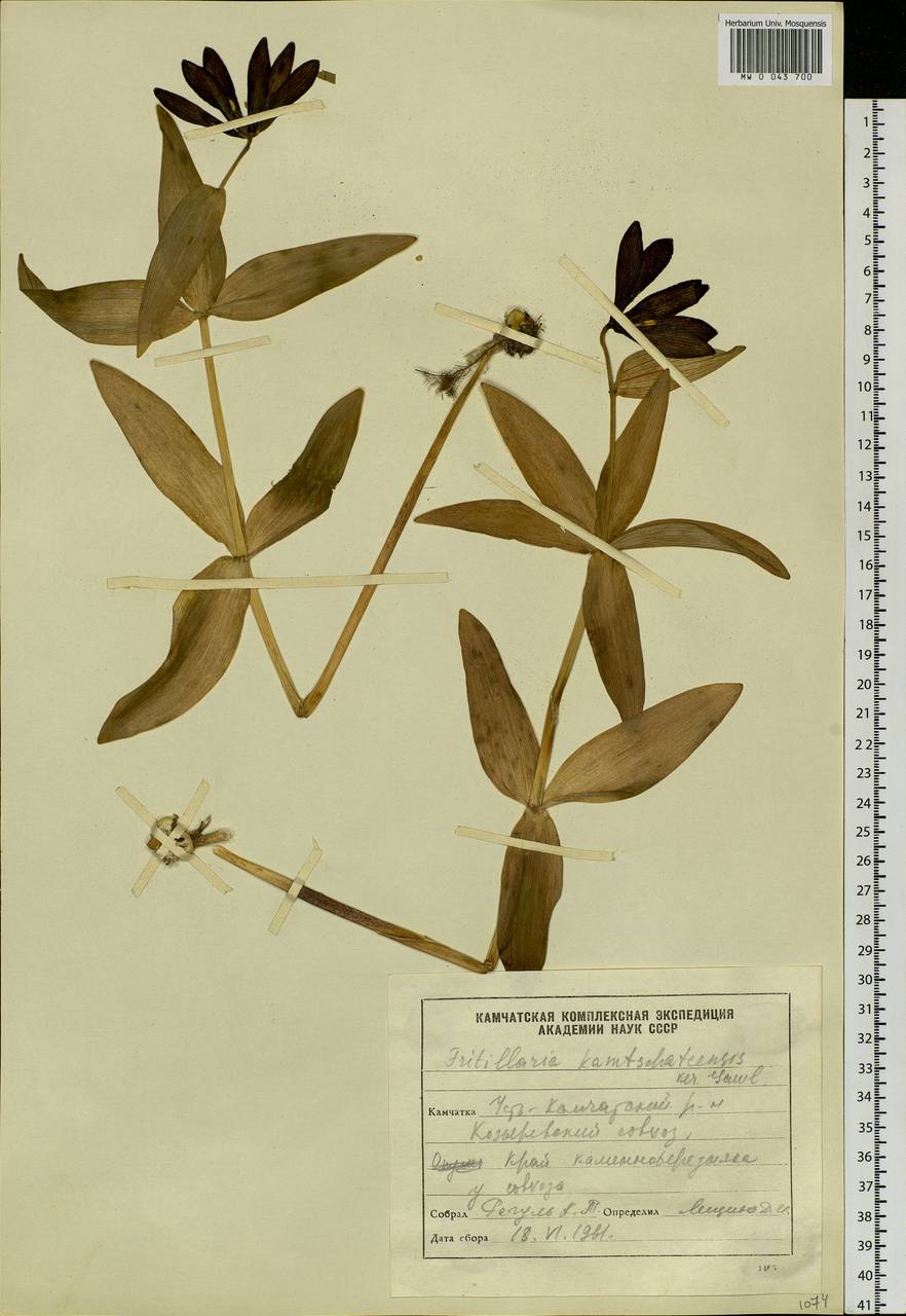 Fritillaria biflora var. biflora, Siberia, Chukotka & Kamchatka (S7) (Russia)