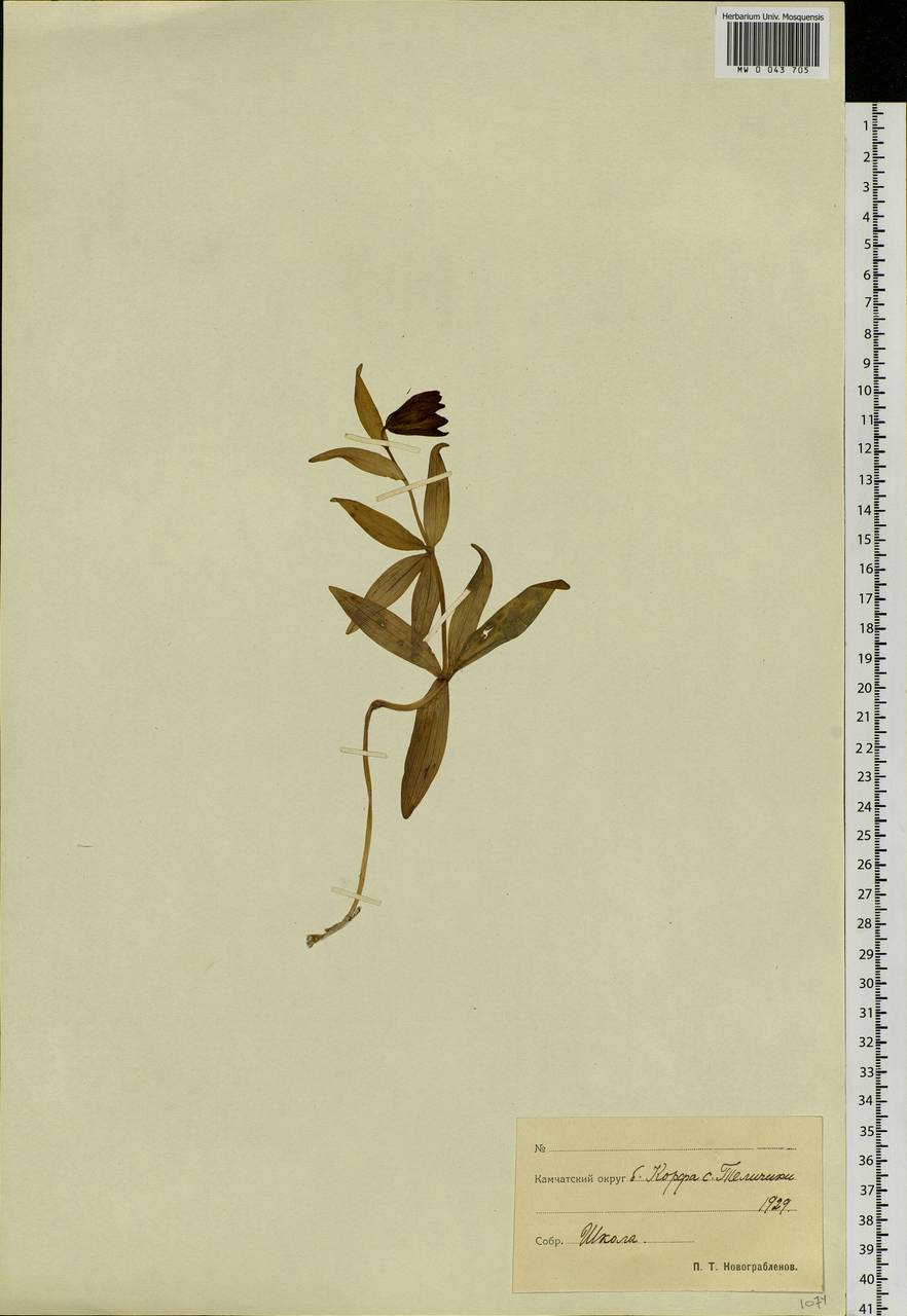Fritillaria biflora var. biflora, Siberia, Chukotka & Kamchatka (S7) (Russia)