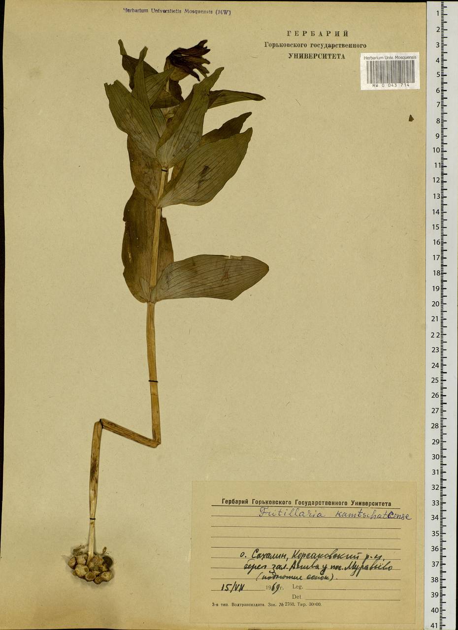Fritillaria biflora var. biflora, Siberia, Russian Far East (S6) (Russia)