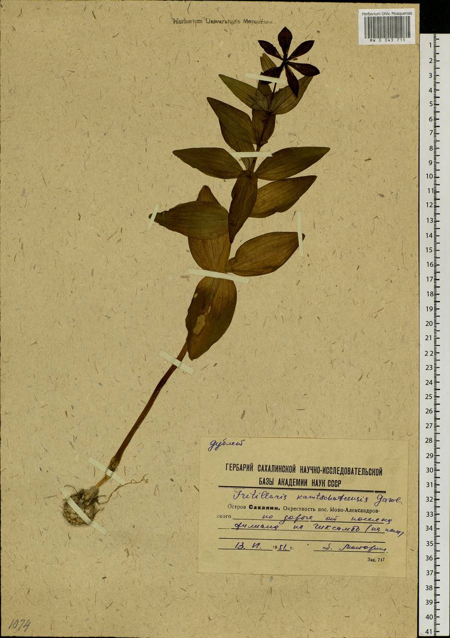Fritillaria biflora var. biflora, Siberia, Russian Far East (S6) (Russia)