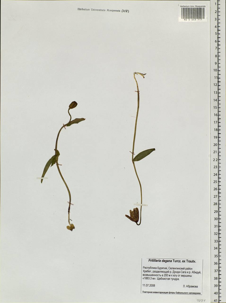 Fritillaria dagana Turcz., Siberia, Baikal & Transbaikal region (S4) (Russia)