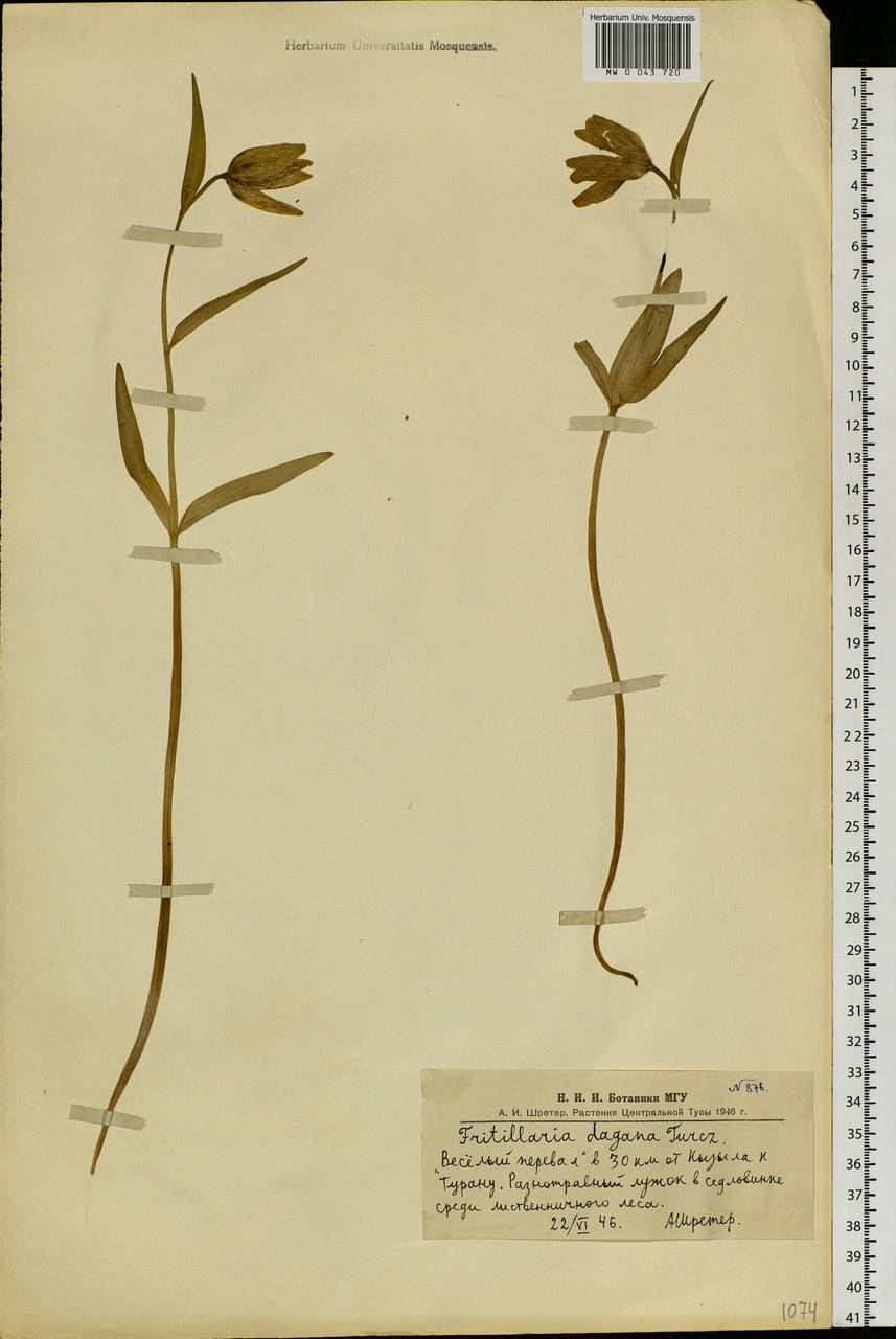 Fritillaria dagana Turcz., Siberia, Altai & Sayany Mountains (S2) (Russia)