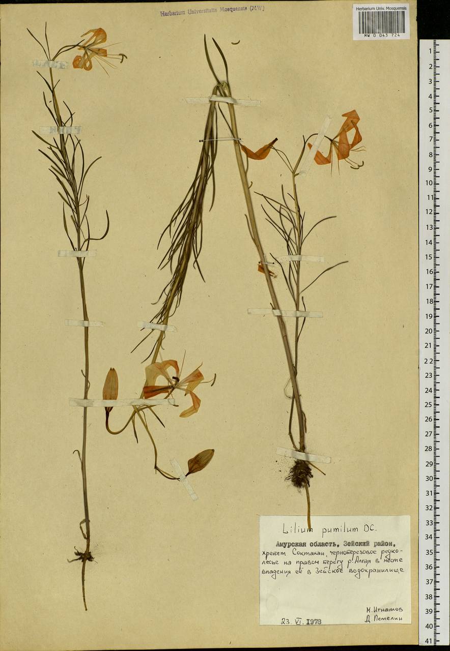 Lilium pumilum Redouté, Siberia, Russian Far East (S6) (Russia)