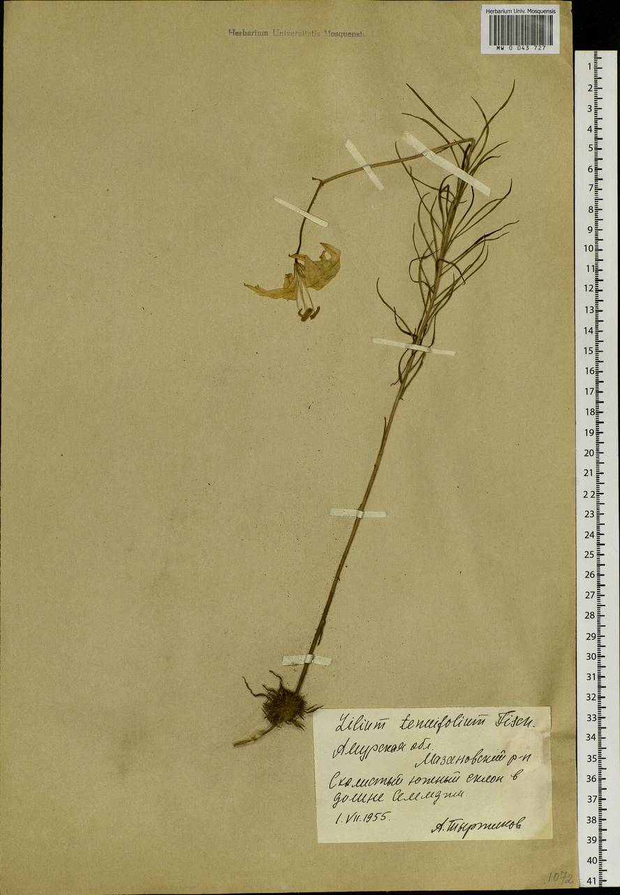 Lilium pumilum Redouté, Siberia, Russian Far East (S6) (Russia)