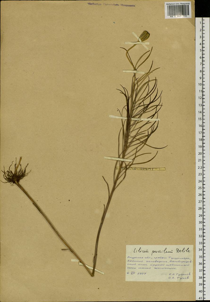 Lilium pumilum Redouté, Siberia, Russian Far East (S6) (Russia)