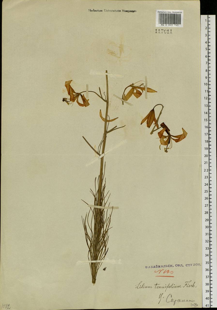 Lilium pumilum Redouté, Siberia, Baikal & Transbaikal region (S4) (Russia)