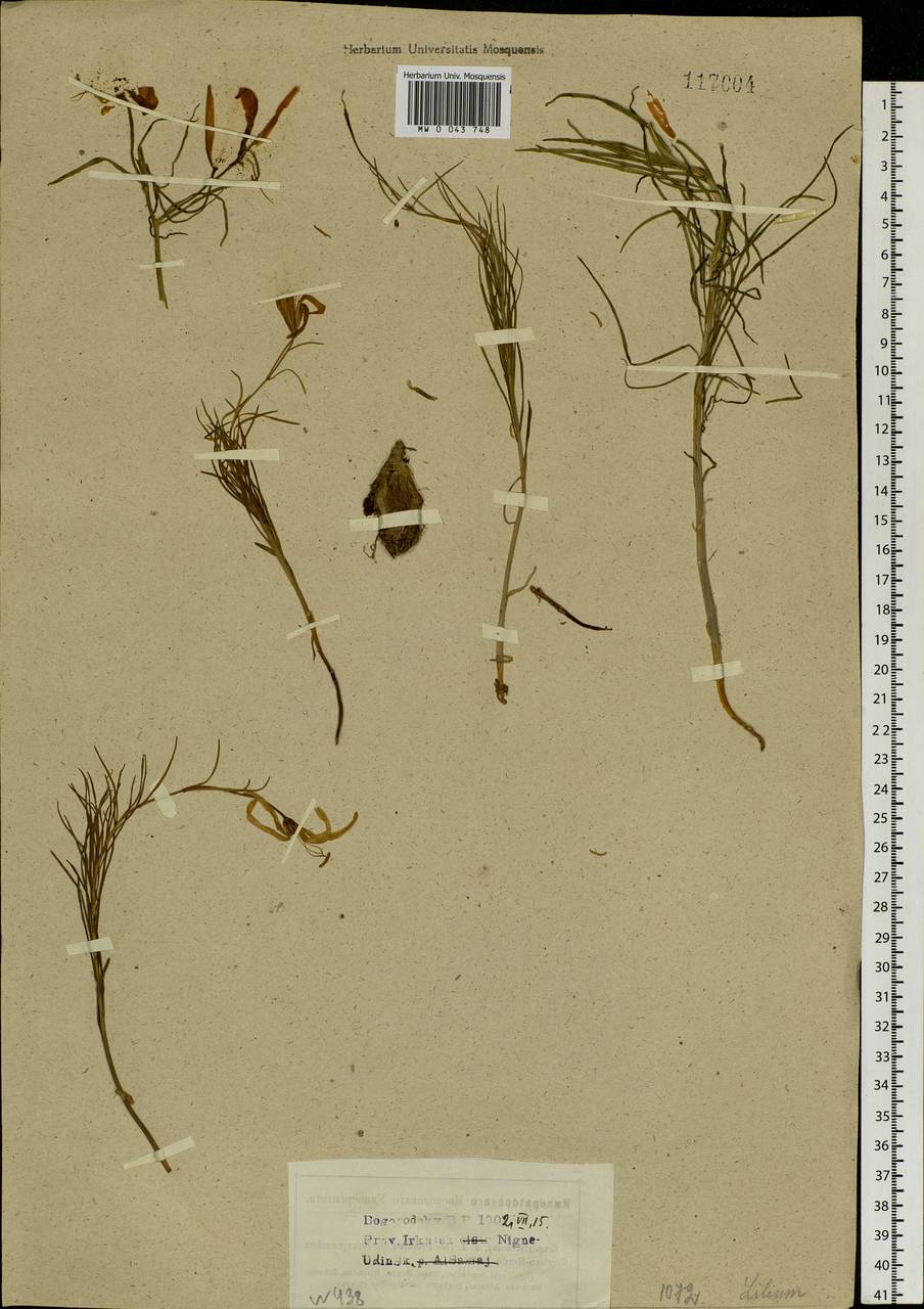 Lilium pumilum Redouté, Siberia, Baikal & Transbaikal region (S4) (Russia)