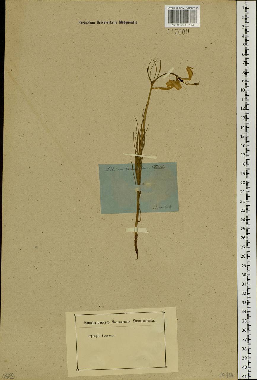 Lilium pumilum Redouté, Siberia, Baikal & Transbaikal region (S4) (Russia)