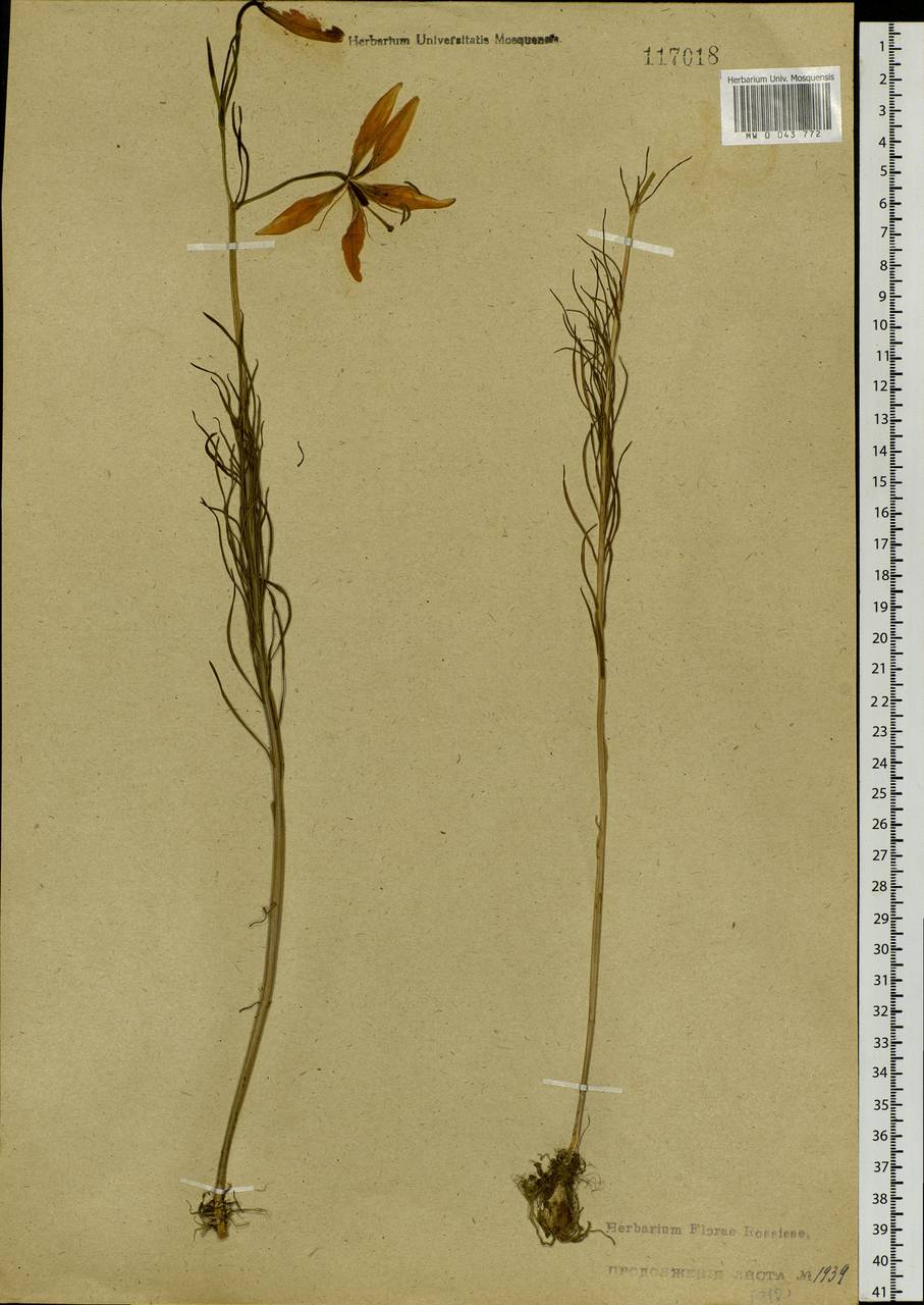 Lilium pumilum Redouté, Siberia, Baikal & Transbaikal region (S4) (Russia)