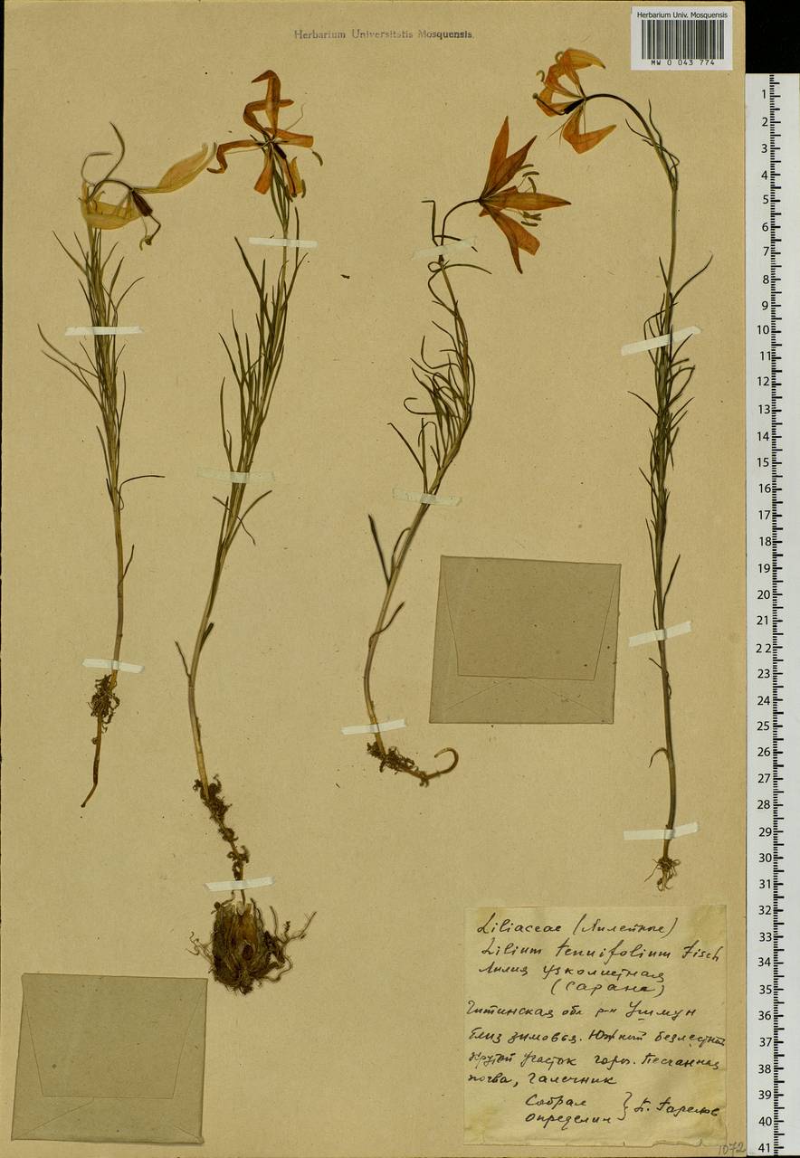 Lilium pumilum Redouté, Siberia, Baikal & Transbaikal region (S4) (Russia)