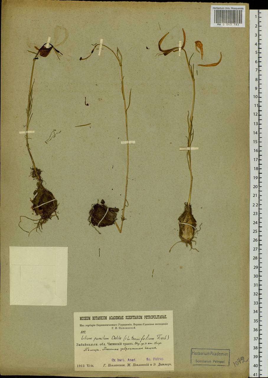Lilium pumilum Redouté, Siberia, Baikal & Transbaikal region (S4) (Russia)