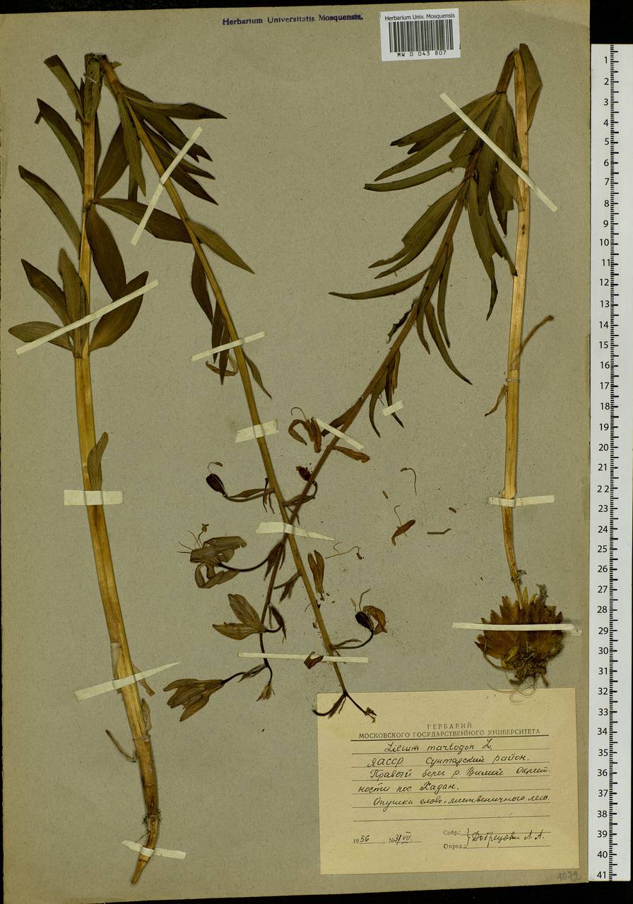 Lilium martagon var. pilosiusculum Freyn, Siberia, Yakutia (S5) (Russia)