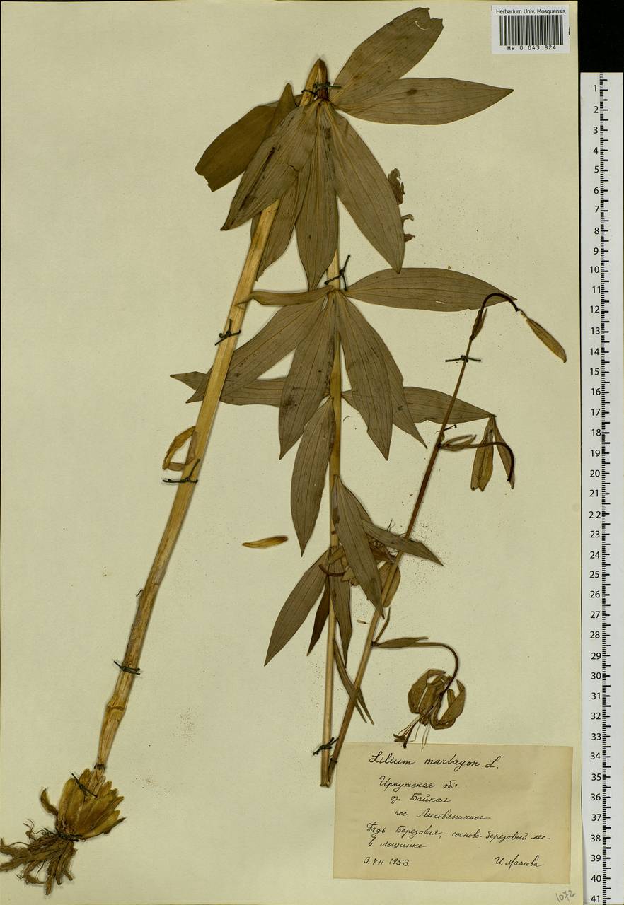 Lilium martagon var. pilosiusculum Freyn, Siberia, Baikal & Transbaikal region (S4) (Russia)